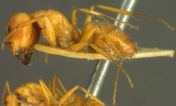 Media type: image; Entomology 21539   Aspect: habitus lateral view